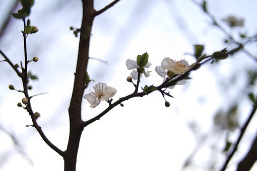 BiƵꡰD(zhun)΢ھ֧